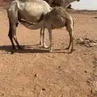 حوار لباني للبيع عمره ست شهور طيب