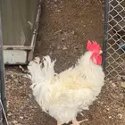 ديك مفتل بالعلا