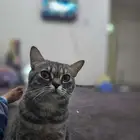 Cat female for sale in dammam