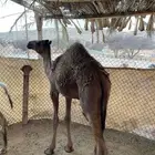 قعدان واحد مفرود اصفر طايش وواحد 4 شهور