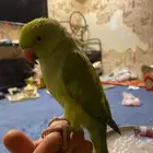 طير دره بيبيه مفقوده في القطيف الخويلديه