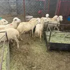 خرفان تربية بلدي