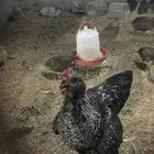 دجاج براهما