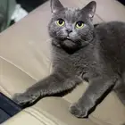 قطط سكوتش للتبني