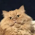 قط ذكر شيرازي طالب للتزاوج