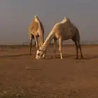 بكرتين وضح مفاريد بنات لقحات