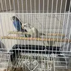طيور زينه للبيع