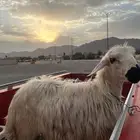 خروف للبيع