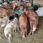 لحوم طازجه.. تربية على اصولها واسعار جمله الجمله
