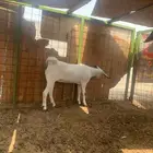 جفوه بيشيه مفقوده