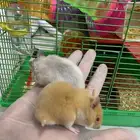 هامسترات 25 ريال
