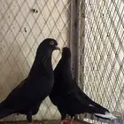قطايف صندقه