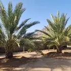 للبيع نخل عدد 2 نوع رشوديه