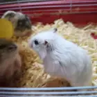 هامسترات للبيع
