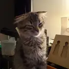 كيتنز للتبني