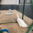 بطه للبيع اليفه مع صاحبه