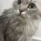 قطه للتبني