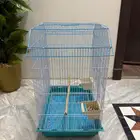 شبك قطط كلاب طيور