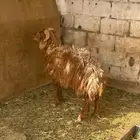 خروف نعيم جذع