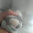 عنز جرم طيب تبعها تيسين