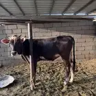 للبيع بقره حسيله ا
