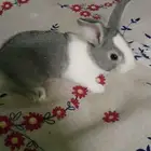 ارانب صغيرة