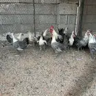 دجاج فيومي بياض