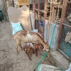 ب بريه تحتها خروف