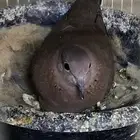 جوز يمام منتج