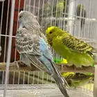 بادجي انجليزي