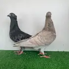 زوج زاجل رديوس وحامل