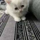 قطط شيرازيه صغيره للبيع متبقي قط واحد