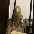 مجموعة كروانات اليفه