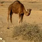 قعود للبيع. (تم البيع )