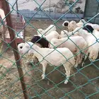 العارضه