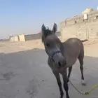 مهر شعبي للبيع