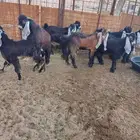 فحول عوارض جذعات صنف الصنف من حلال الصمان قريب حفر الباطن