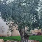 اشجار زيتون للبيع   معمر