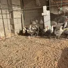 دجاج فيومي شبابي