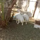 خرفان سمان للبيع