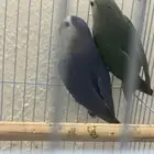 جوز روز منتج شرط