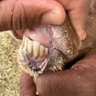 شاة متبع نعيميه وخرفان حريه تم البيييع