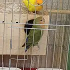 روز للبيع