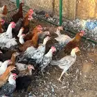 دجاج مشكل