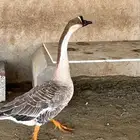 وز عراقي
