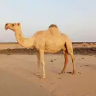 ناقتين للبيع