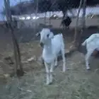 تيس جذع