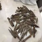 عود هندي طبيعي بسعر خرافي