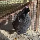 حباحب