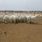 رخال حرية جاهزة للفحل